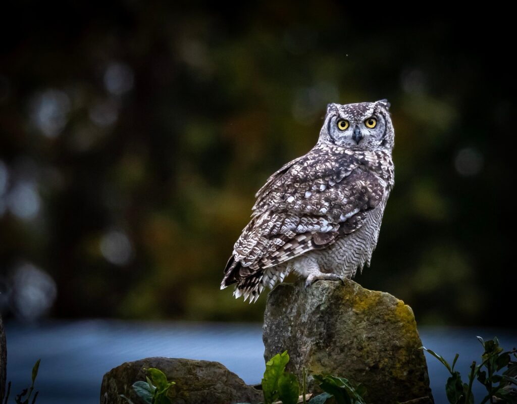 A picture of an owl sitting on a rock.