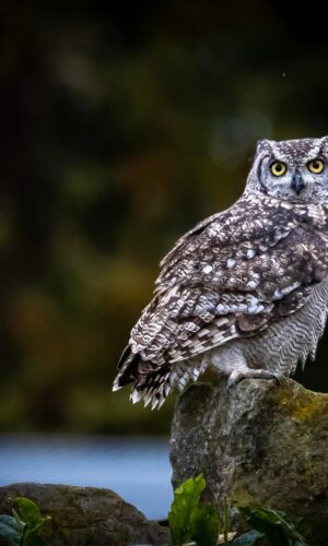 A picture of an owl sitting on a rock.
