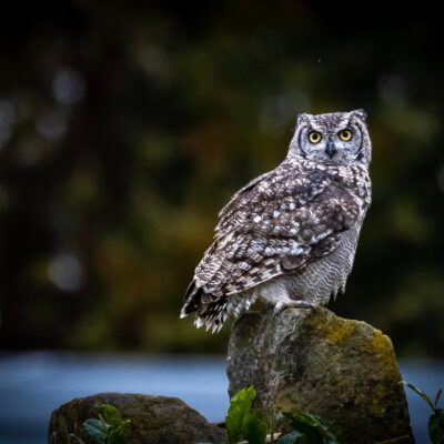 A picture of an owl sitting on a rock.